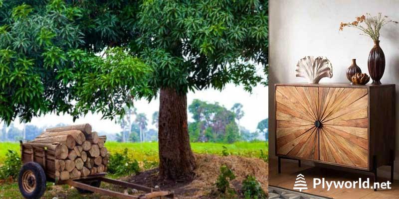 Todo lo que Necesitas Saber sobre la Madera de Mango 7 madera-mango